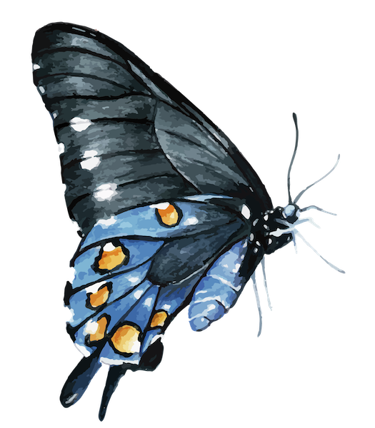 Naturescape Butterfly Illustration