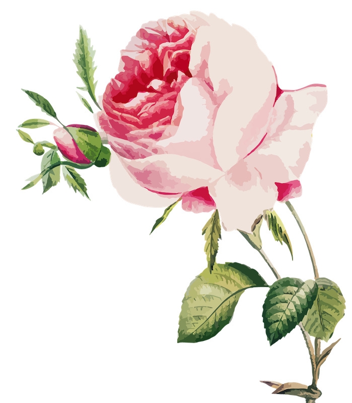Naturescape Rose Illustration