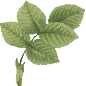 Naturescape Leaves Illustration