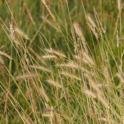 Meadow Barley - Hordeum Secalinum