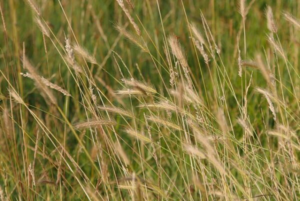 Meadow Barley - Hordeum Secalinum