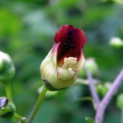 Common Figwort - Scrophularia Nodosa
