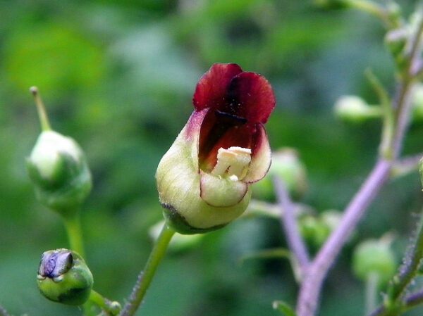 Common Figwort - Scrophularia Nodosa
