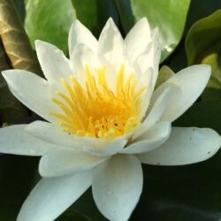 White Water Lily - Nymphaea Alba