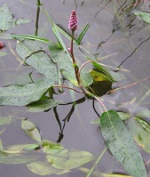 Amphibious Bistort - Persicaria Amphibia