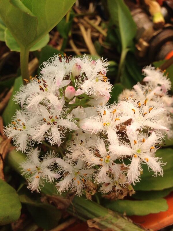Bog Bean / Water Clover - Menyanthes Trifoliata