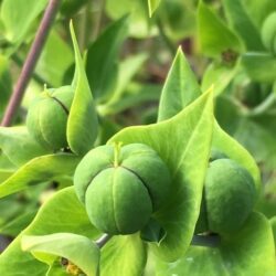Caper Spurge For Sale Online - Euphorbia Lathyris