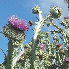 Cotton Thistle Seed Packet
