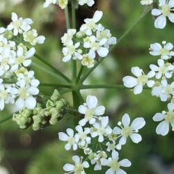 Cow Parsley Plant For Sale - Anthriscus Sylvestris