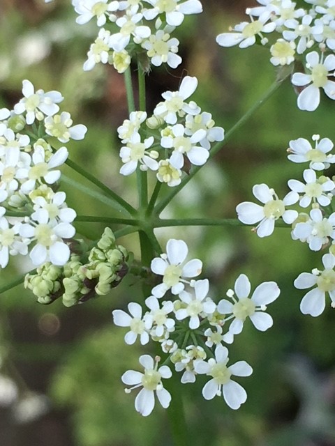 Cow Parsley Plant For Sale - Anthriscus Sylvestris