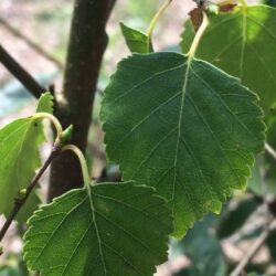 Downy Birch - Betula Pubescens