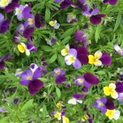 Heartsease - Viola Tricolor