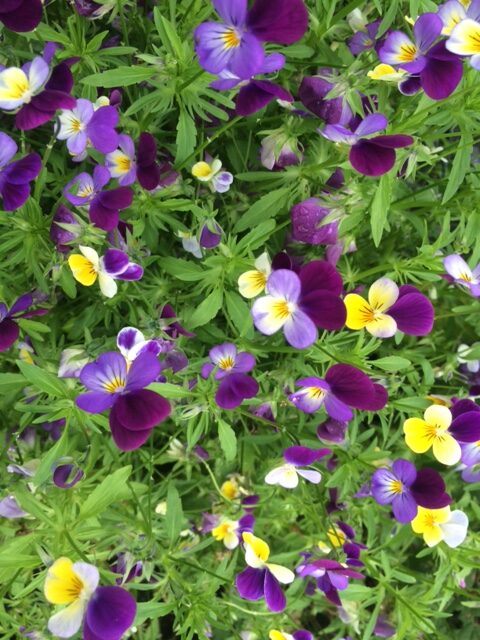 Heartsease - Viola Tricolor
