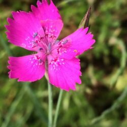 Maiden Pink - Dianthus Deltoides