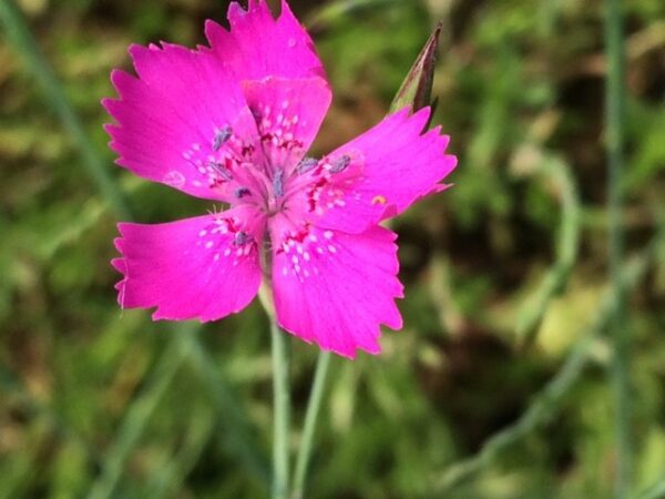 Maiden Pink - Dianthus Deltoides