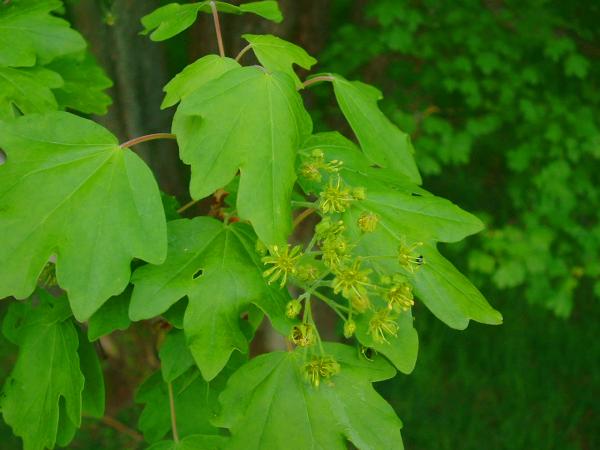 Field Maple - Acer Campestre