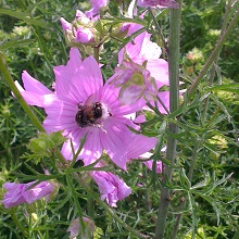Musk Mallow Seed Packet