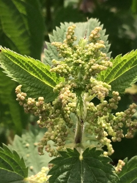 Organic Stinging Nettle Seeds (Urtica dioica)