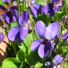 Sweet Purple Violet Seed Packet