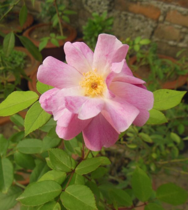 Sweet Briar Rose - Rosa Rubiginosa