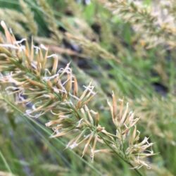 Sweet Vernal Grass - Anthoxanthum Odoratum