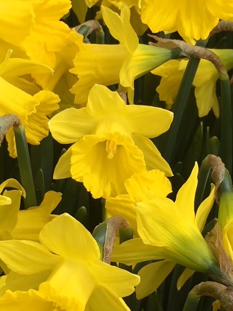Tenby Daffodil - Narcissus Obvallaris