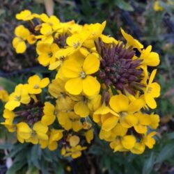 Wild Wallflower - Cheiranthus Cheiri