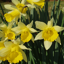 Wild Daffodil - Narcissus Pseudonarcissus
