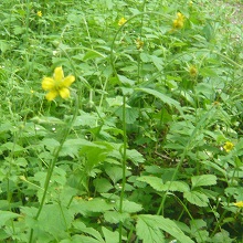 Wood Avens Seed Packet