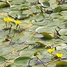 Yellow Water Lily - Nymphaea Marliacea Chromatella