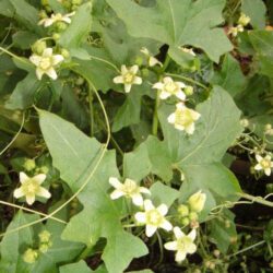 White Bryony - Bryonia Dioica
