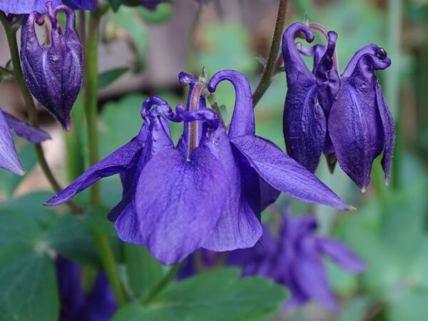 Columbine Flower - Aquilegia Vulgaris
