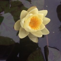 Yellow Water Lily - Nymphaea Marliacea Chromatella