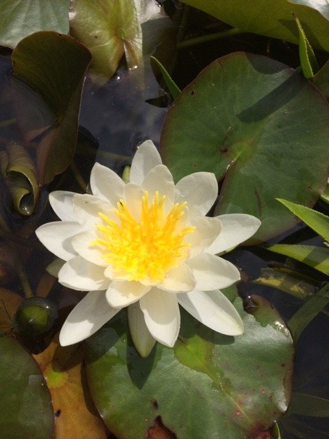 Dwarf White Water Lily - Nymphaea Candida