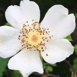 Field Rose - Rosa Arvensis