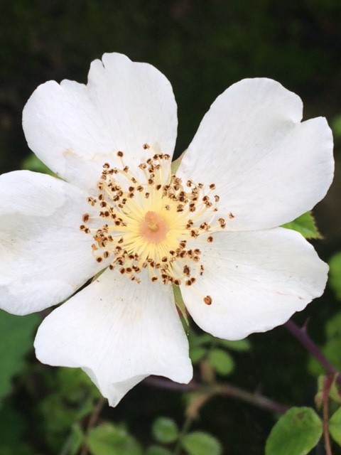 Field Rose - Rosa Arvensis