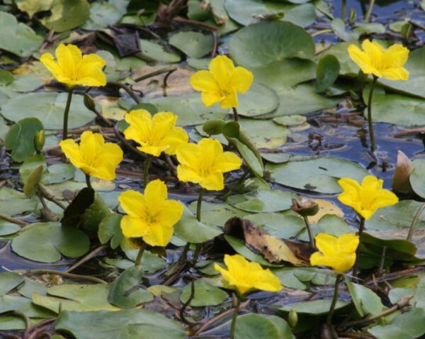Fringed Water Lily - Nymphoides Peltata