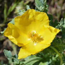 Yellow Horned Poppy - Glaucium Flavum