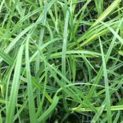Common Sedge - Carex Nigra