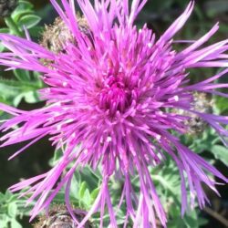 Greater Knapweed Seed Packet