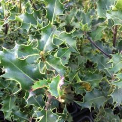 Common Holly - Ilex Aquifolium