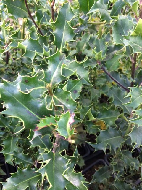 Common Holly - Ilex Aquifolium