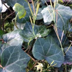 Common Ivy - Hedera Helix