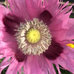 Opium Poppy - Papaver Somniferum