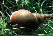 Pond Snails - Lymnaea Stagnalis