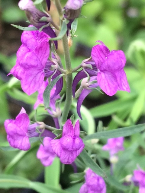 Purple Toadflax - Linaria Purpurea