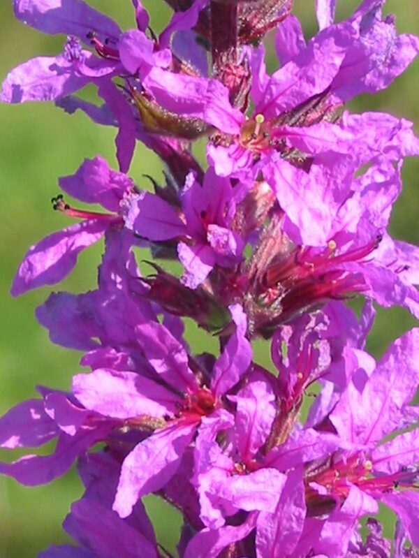 Purple Loosestrife - Lythrum Salicaria