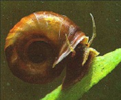 Black Ramshorns Snails - Planorbarius Corneus