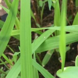 Reed Canary Grass - Phalaris Arundinacea
