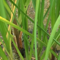 Reed Sweetgrass - Glyceria Maxima